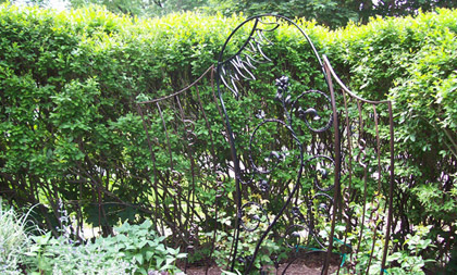 Garden Trellis